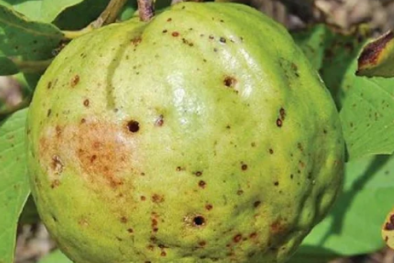 TCVN 12709-2-23:2024 về quy trình giám định loài ruồi đục quả ổi